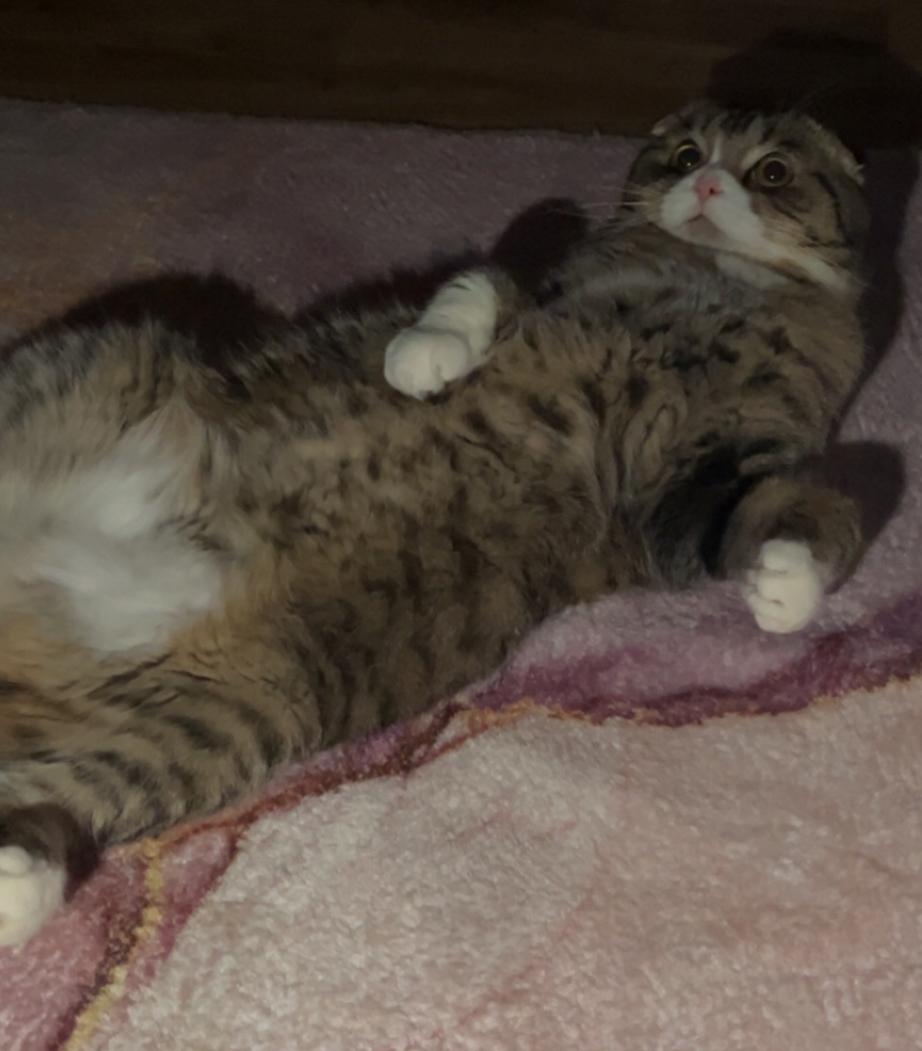 Scottish Fold Kater 1 Jahr alt