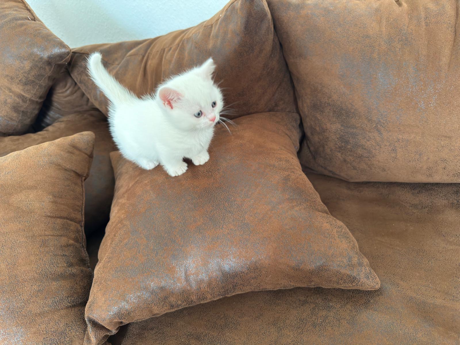 BKh Baby Katze Kitten