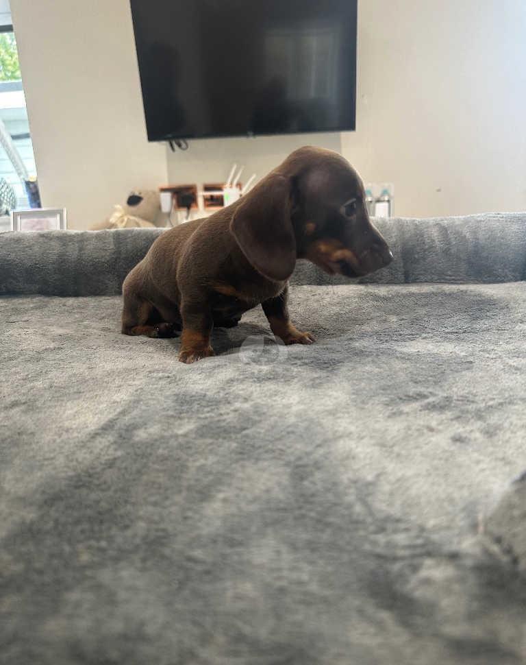 Kleine Dackelhündin sucht neuen Futtergeber