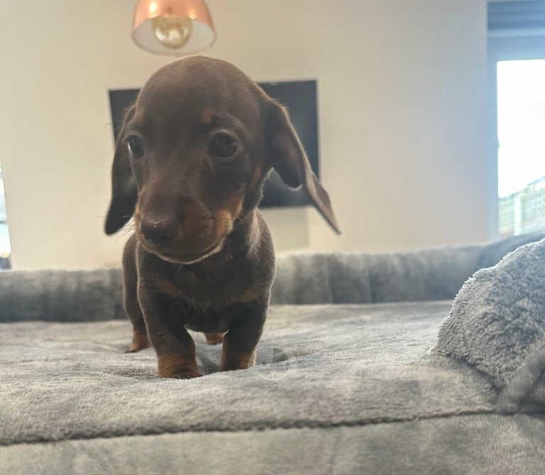 Kleine Dackelhündin sucht neuen Futtergeber