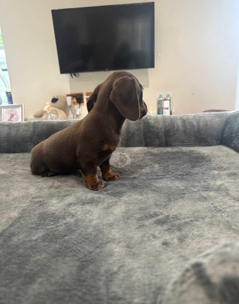 Kleine Dackelhündin sucht neuen Futtergeber