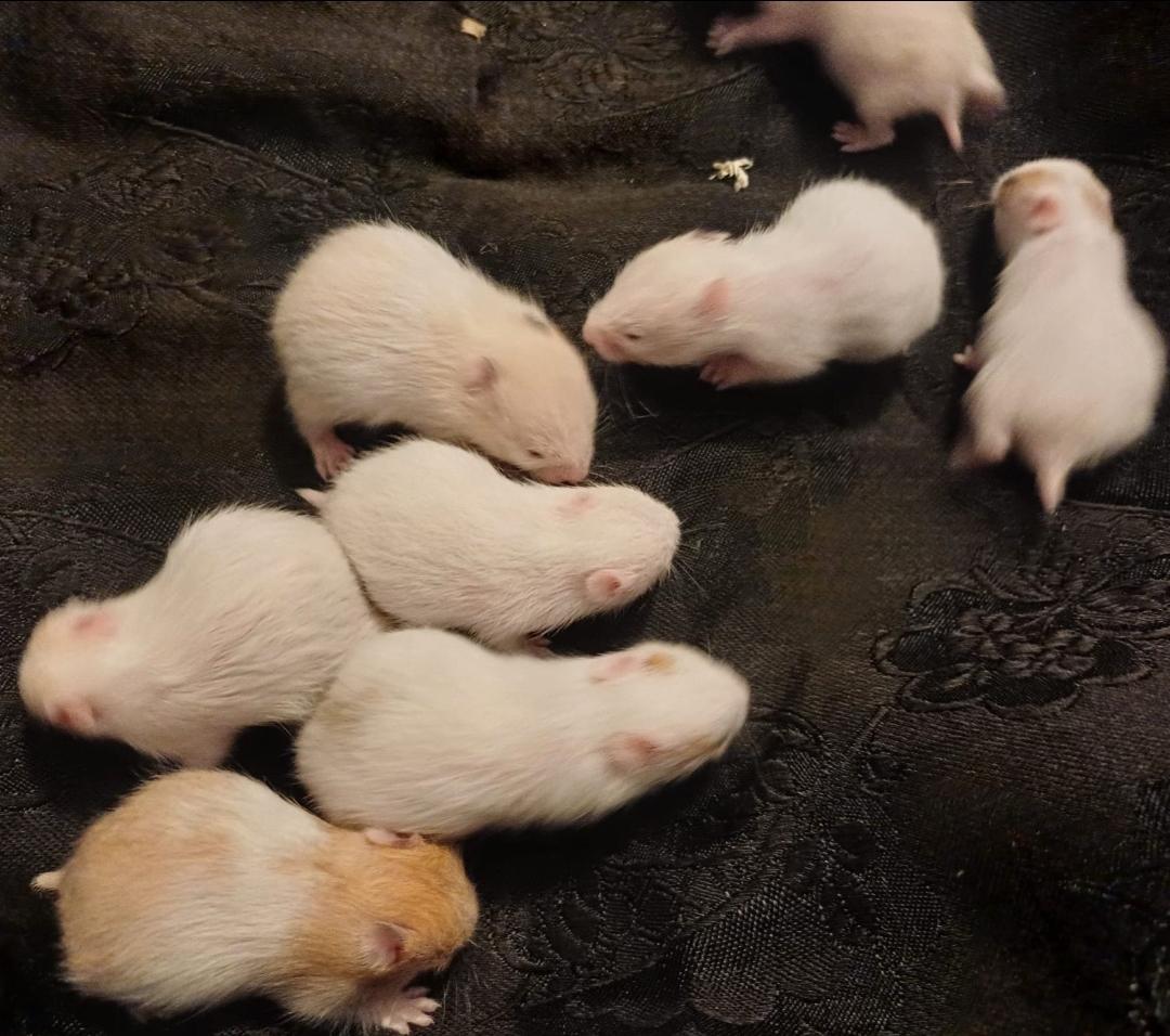 Goldhamster Teddyhamster Babys Jungtiere weiss bei