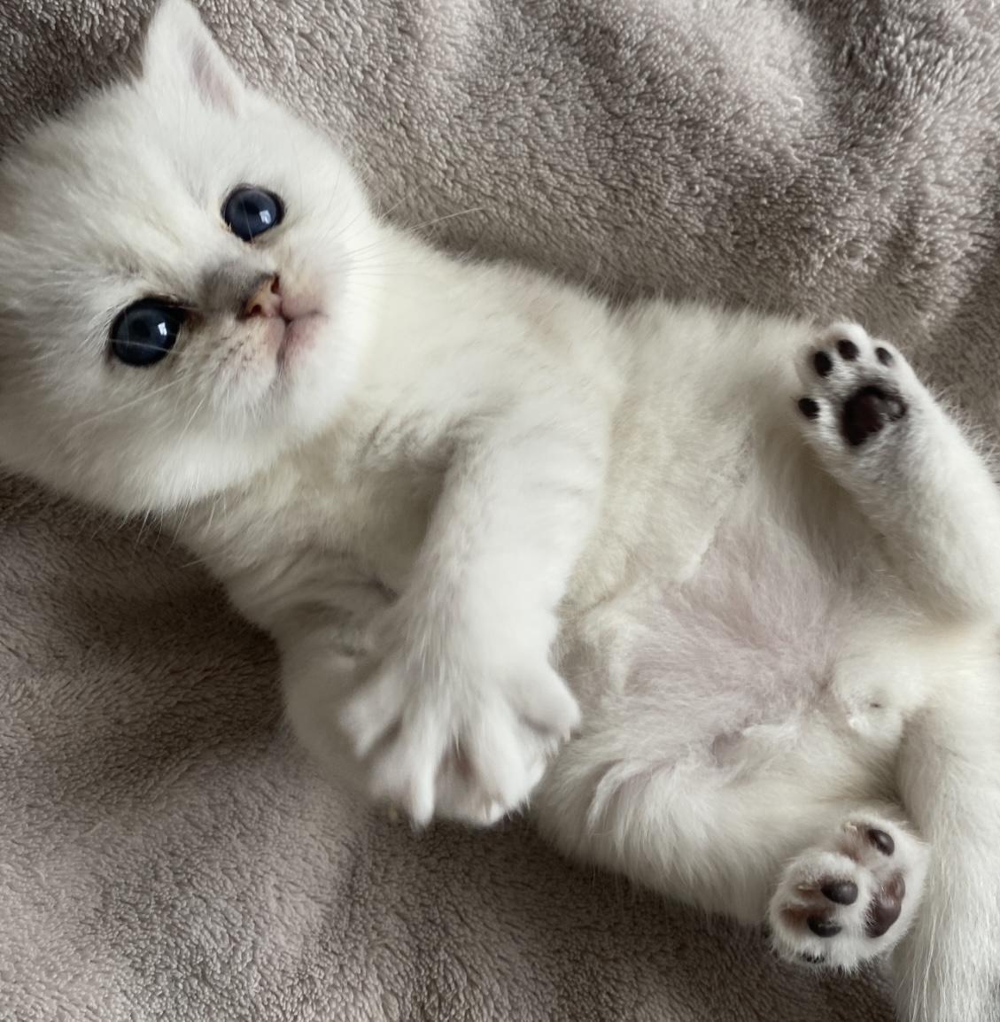 BKH wunderschöne kitten abzugeben