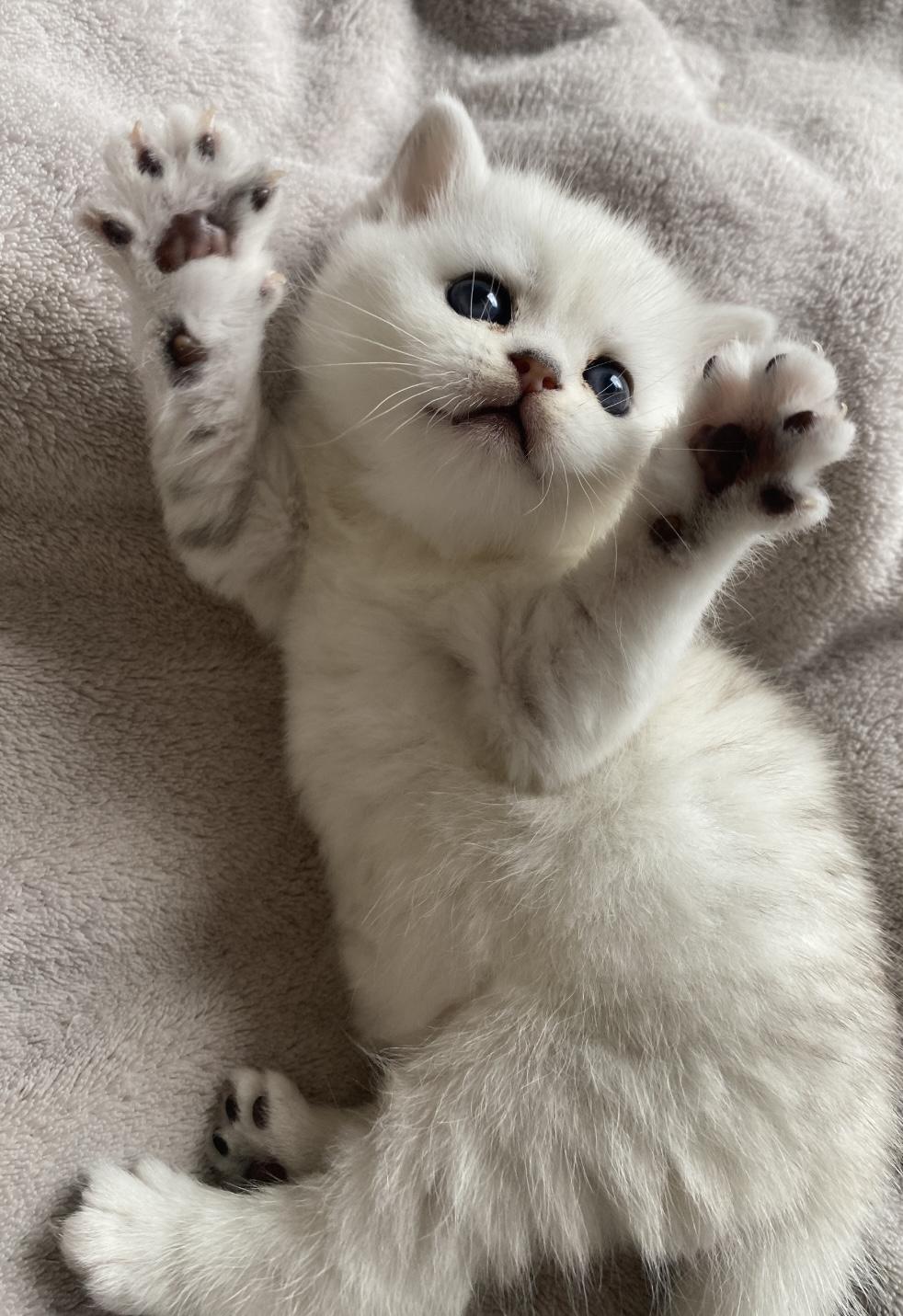 BKH wunderschöne kitten abzugeben