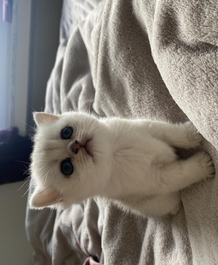 BKH wunderschöne kitten abzugeben