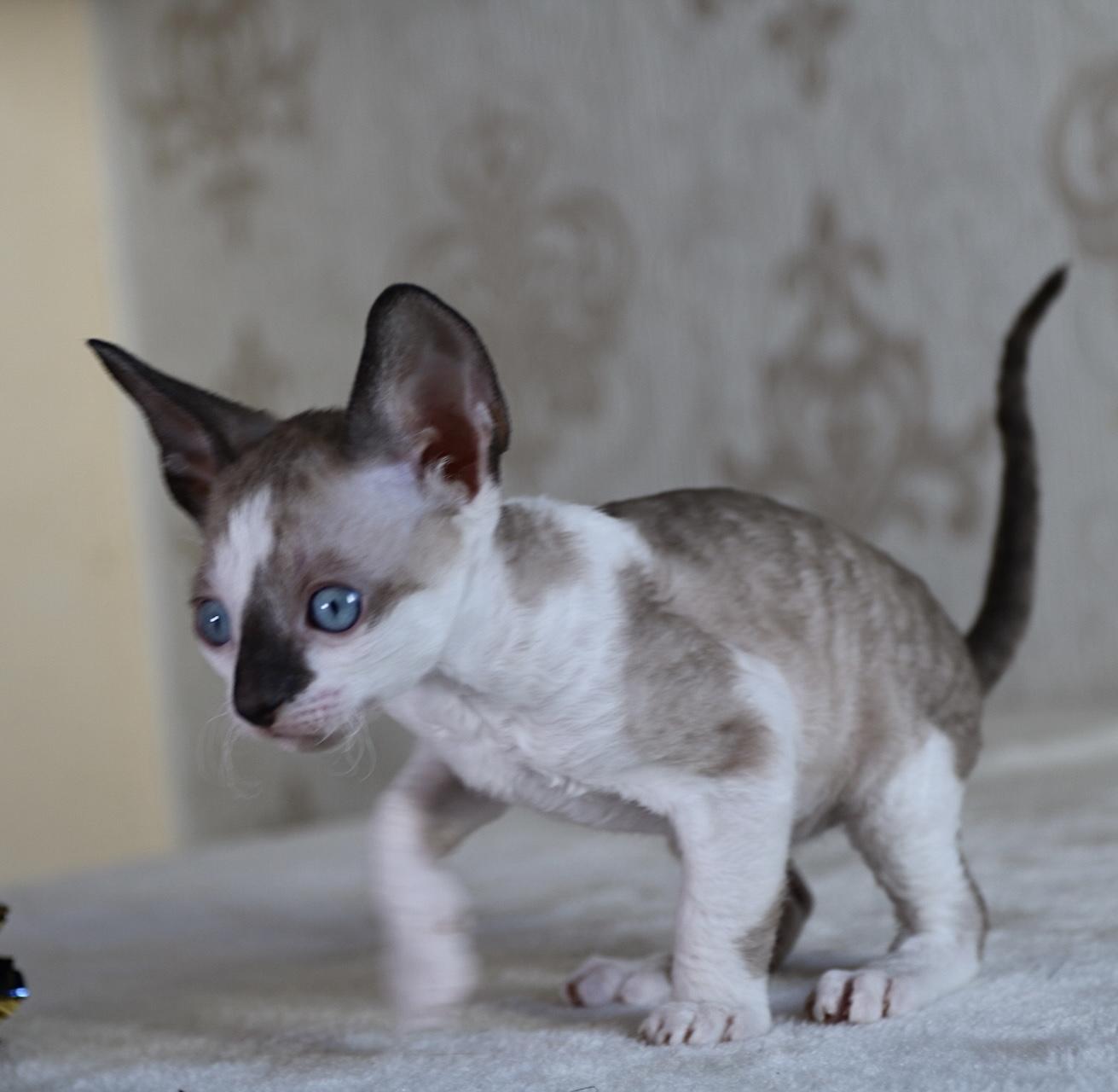 Wunderschöne Kitten