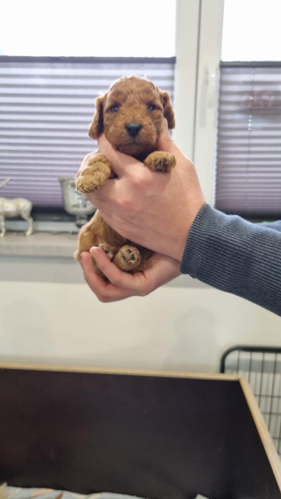 Zwergpudelwelpen Red / apricot Abgabe ab Ostern