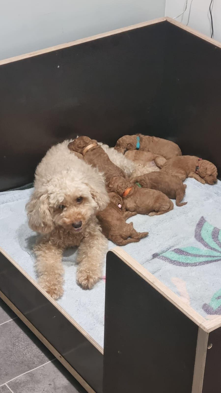 Zwergpudelwelpen Red / apricot Abgabe ab Ostern