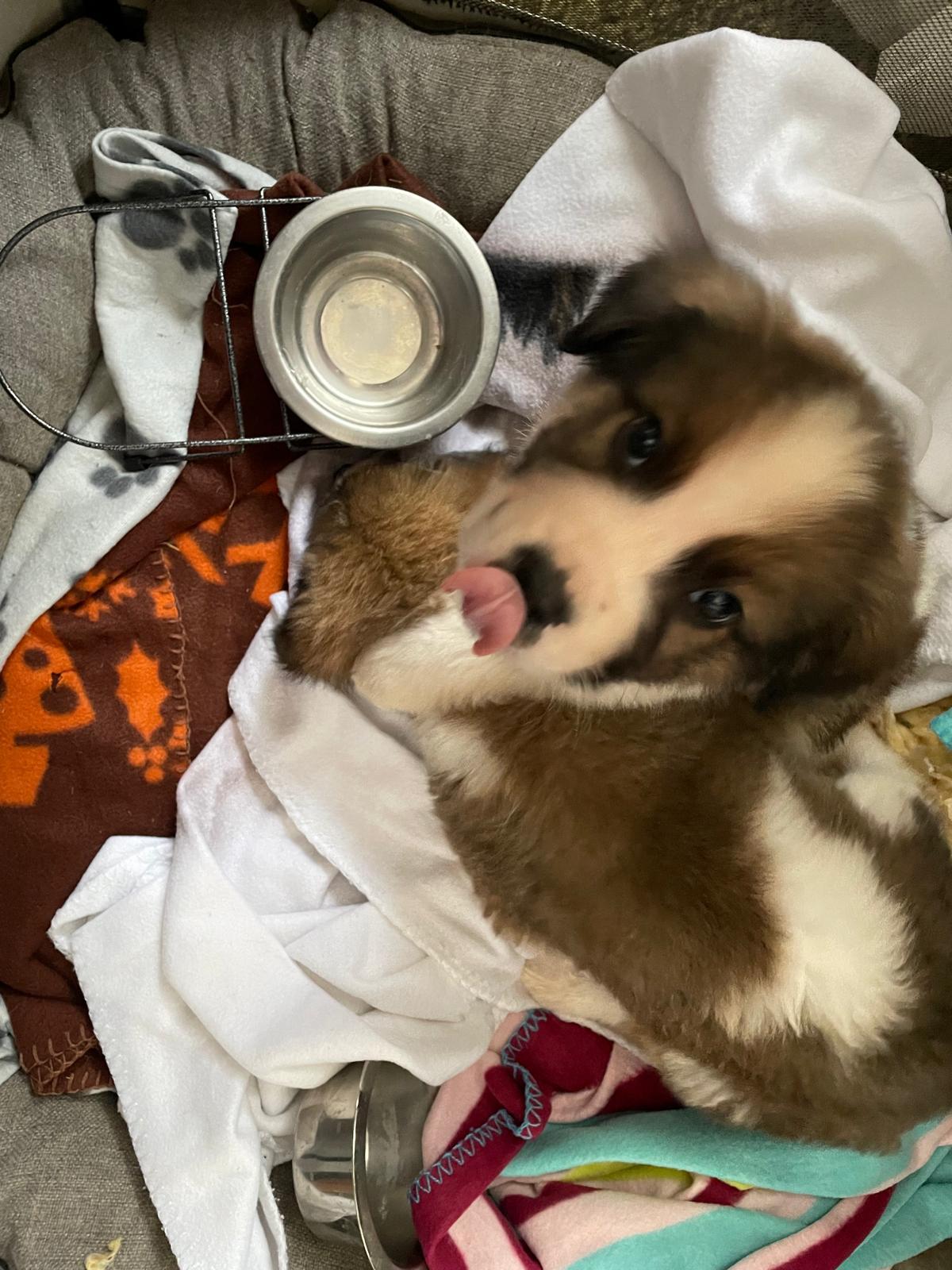 12 Wochen alte Bernhardiner suchen ein neues Zuhau