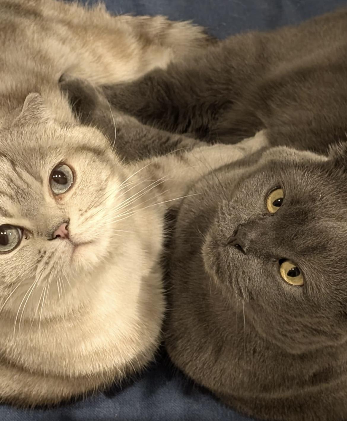 2 BKH Katzen suchen liebevolles Zuhause