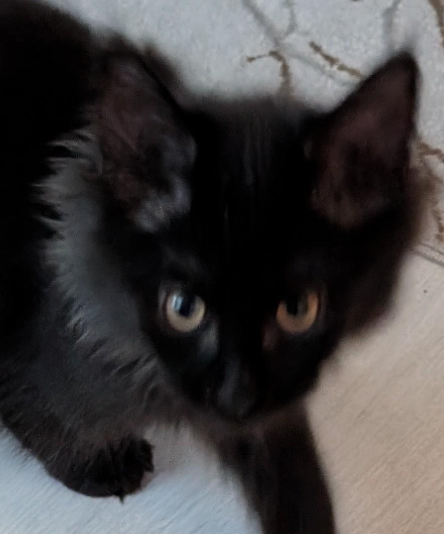 2 Main coon kitten