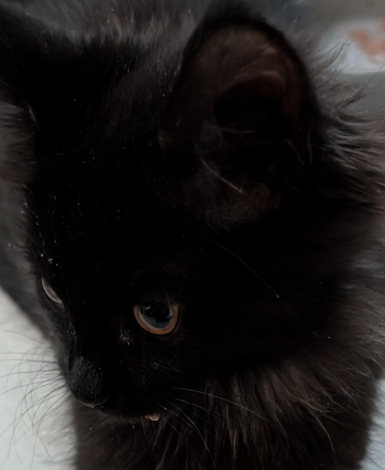 2 Main coon kitten