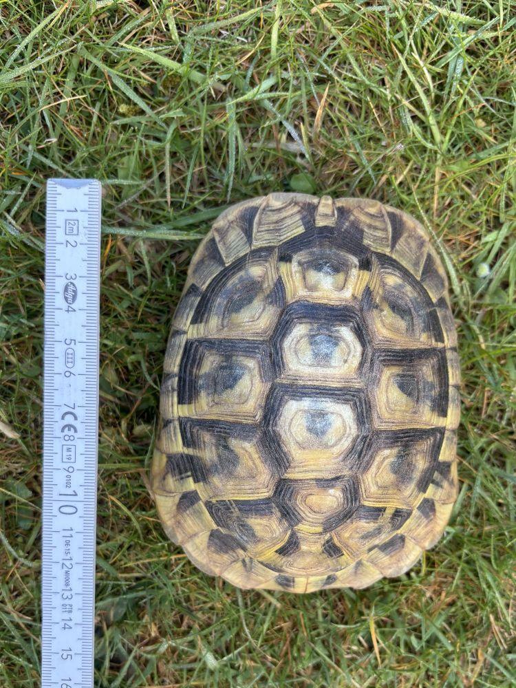 3 Griechische Landschildkröten Nachzucht aus 2019