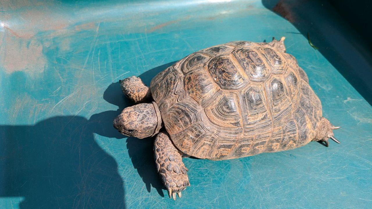 3 Landschildkröten mit CITES-Bescheinigung – nu
