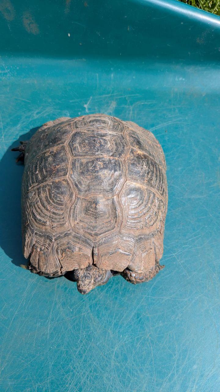 3 Landschildkröten mit CITES-Bescheinigung – nu