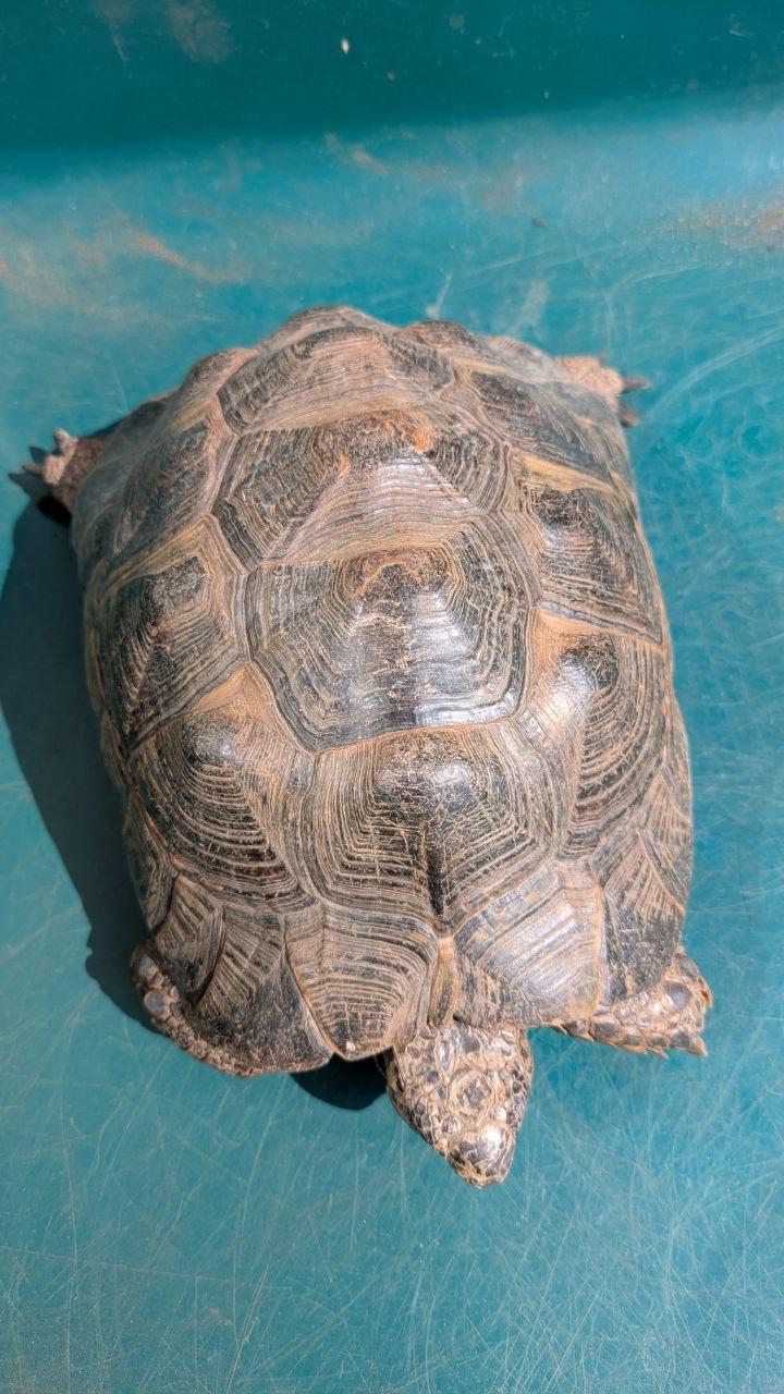 3 Landschildkröten mit CITES-Bescheinigung – nu