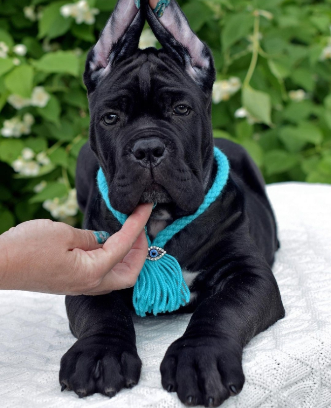Cane Corso Welpen