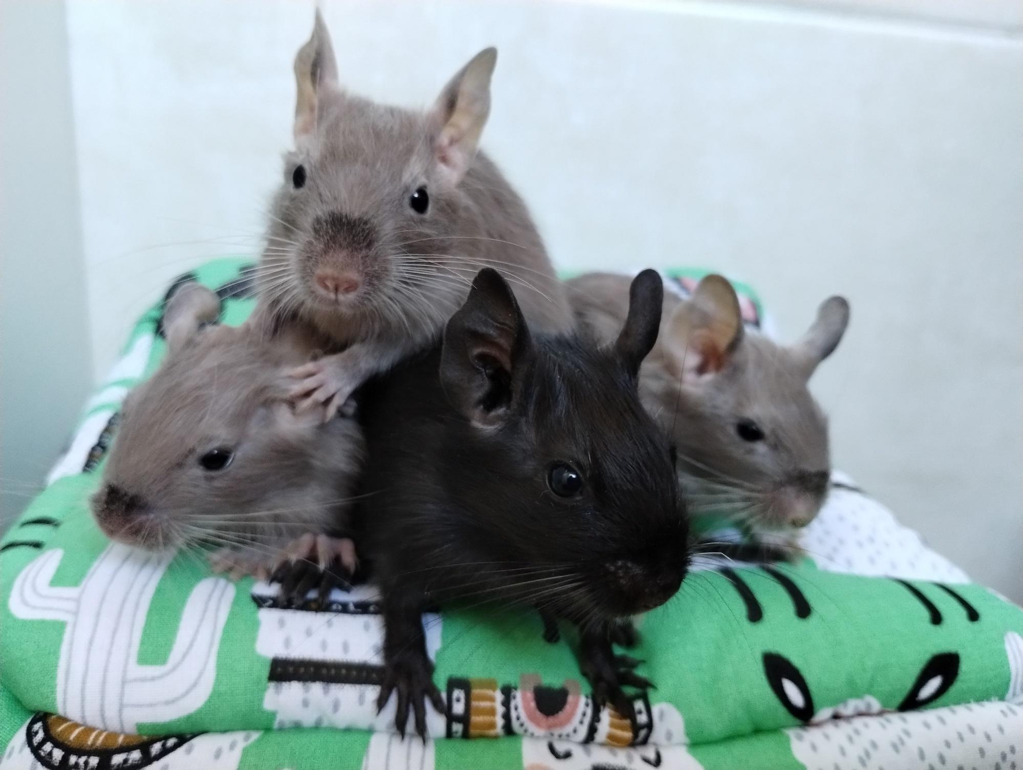 4 niedliche Degu Mädels, Geschwister,Jungtiere,in