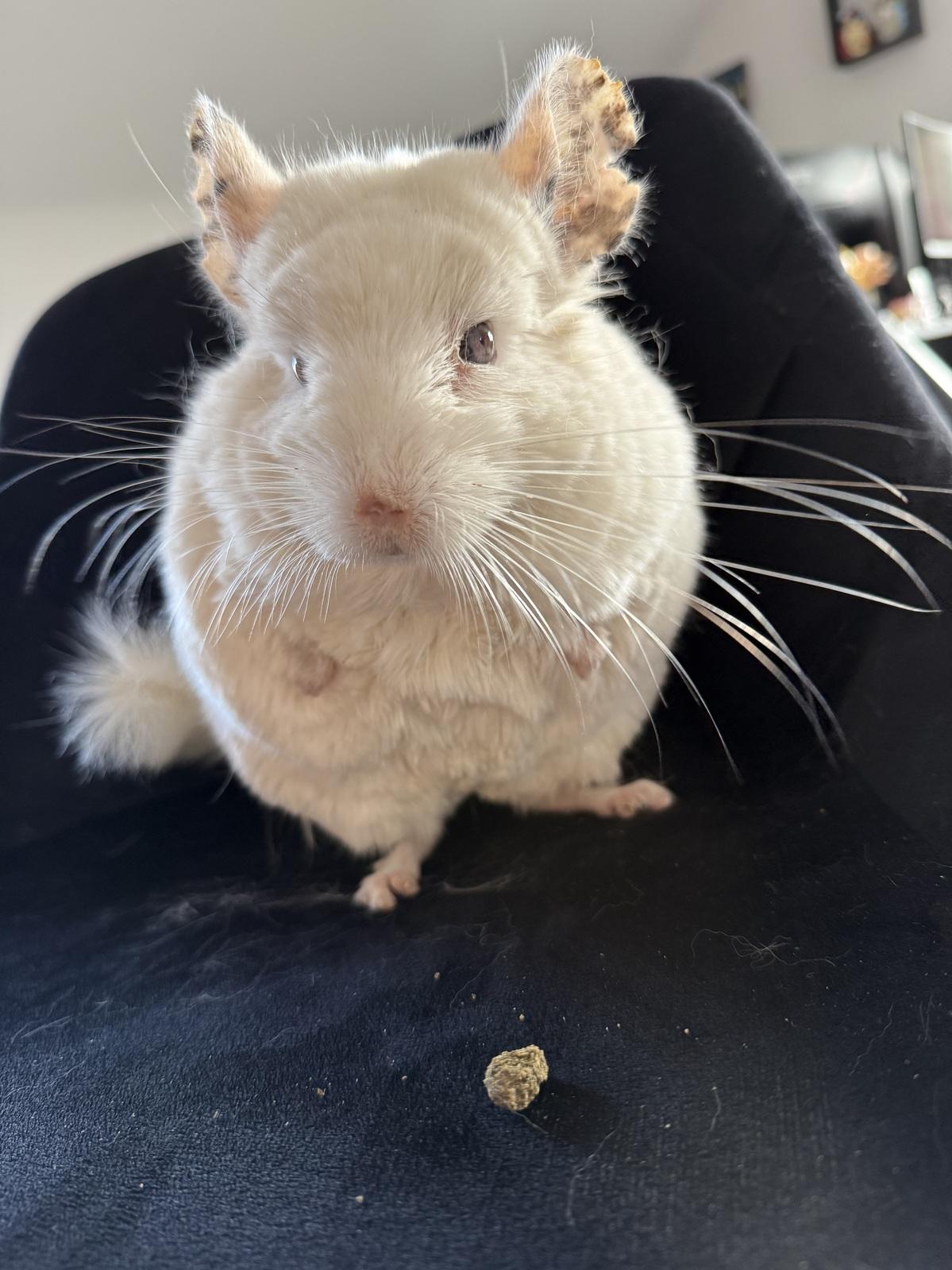 Chinchilla Bock Monchi