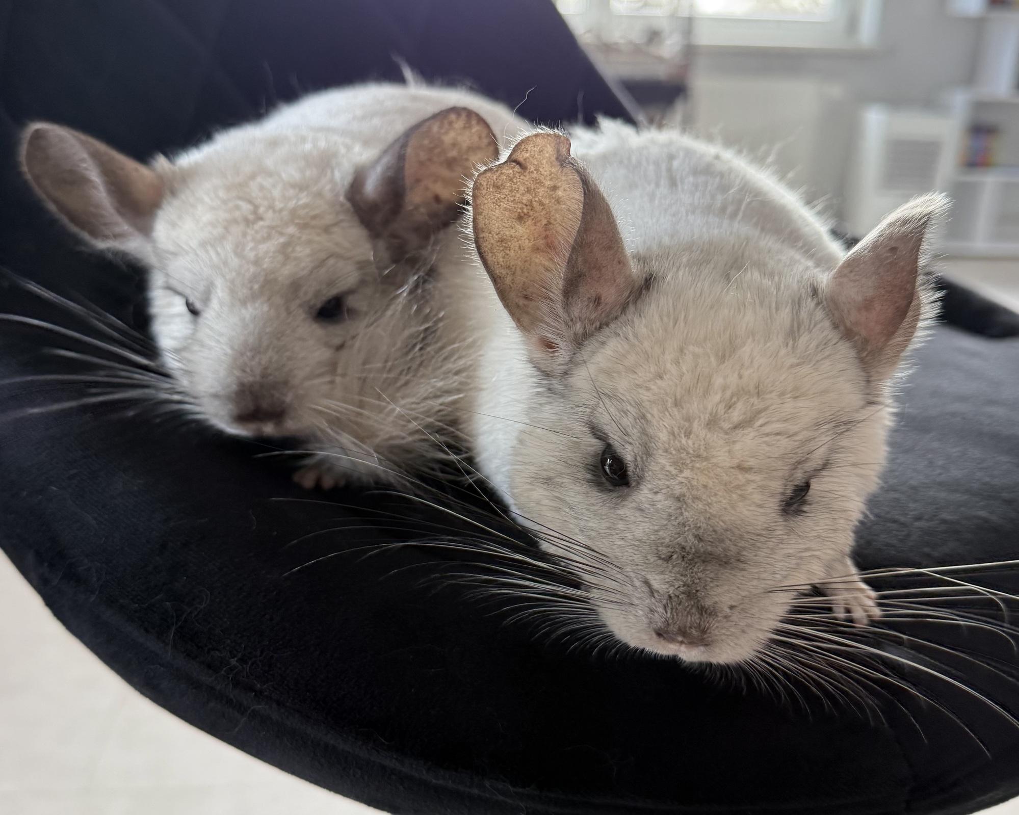 Chinchilla Vater und Sohn Duo