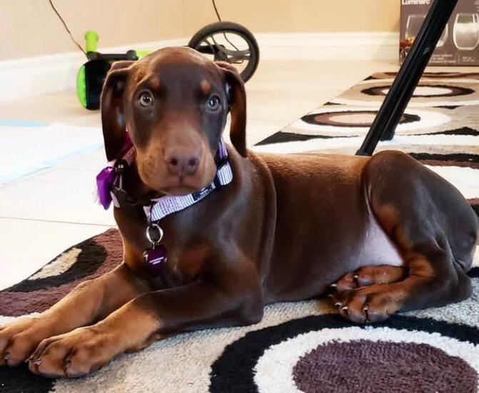 Dobermannwelpen – Hauserzogen