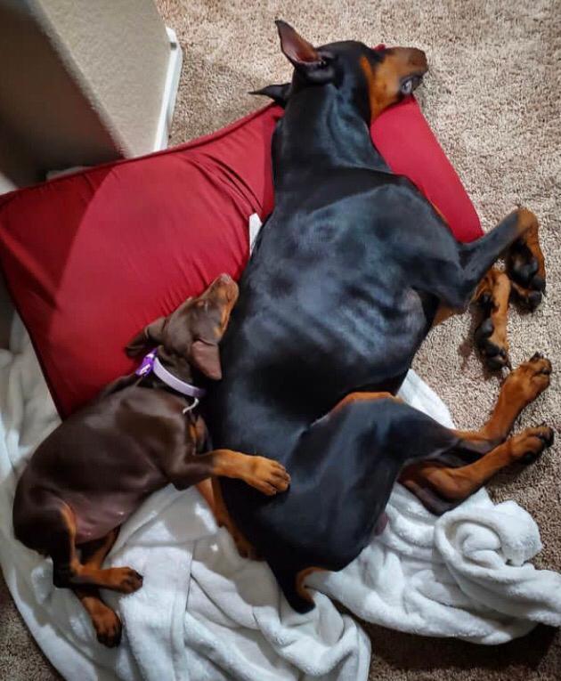 Dobermannwelpen – Hauserzogen