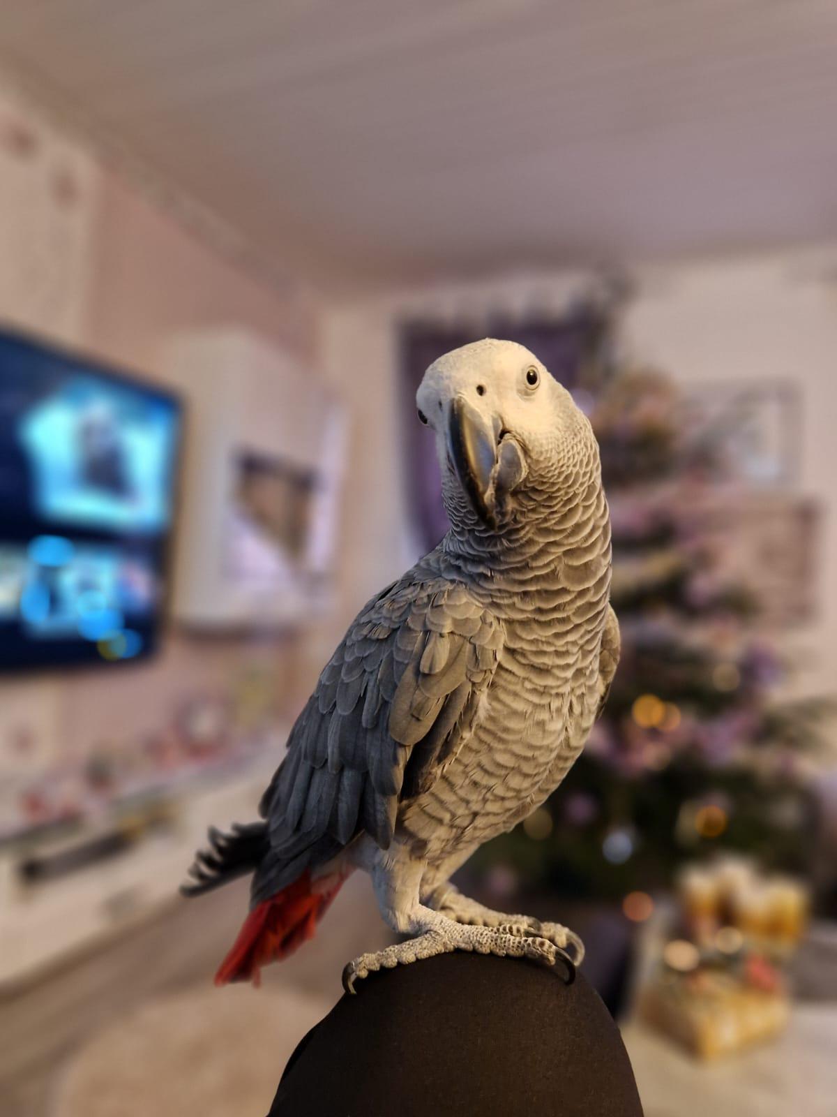 Graupapagei Paar Kongo