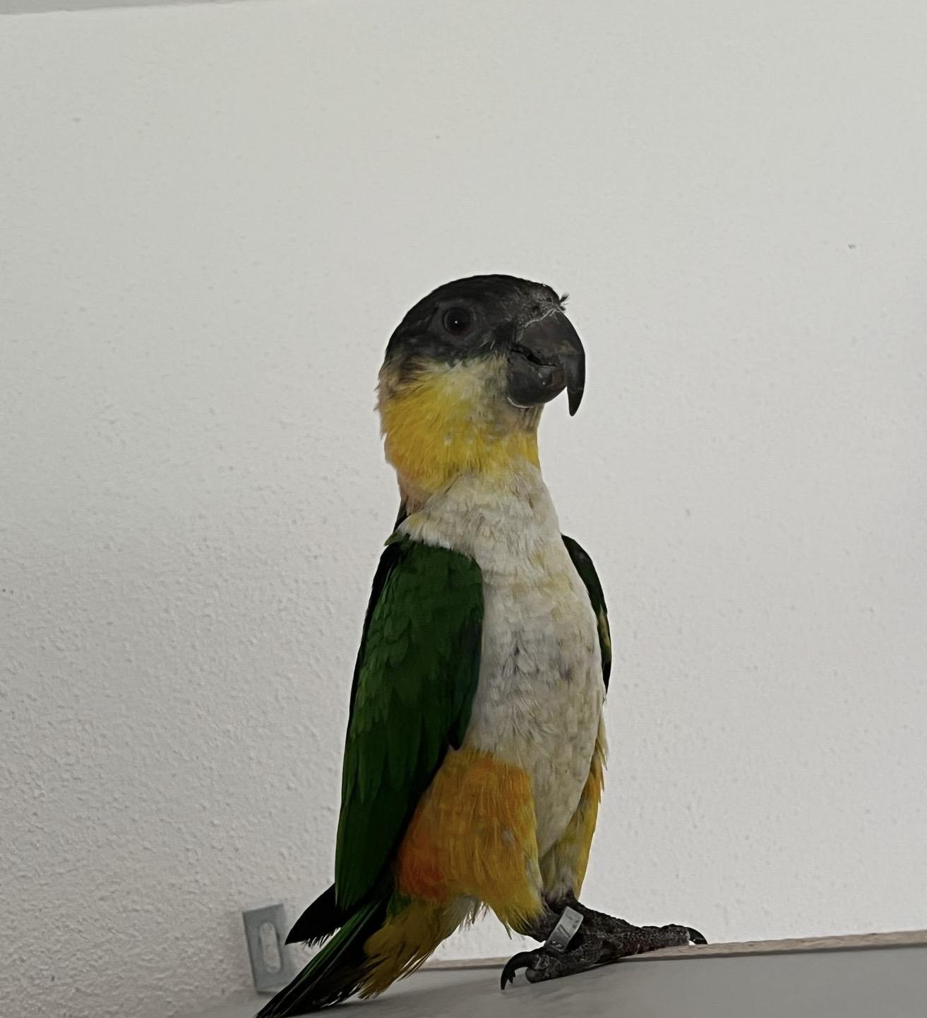 Grünzügelpapagei Teilzahm Männchen