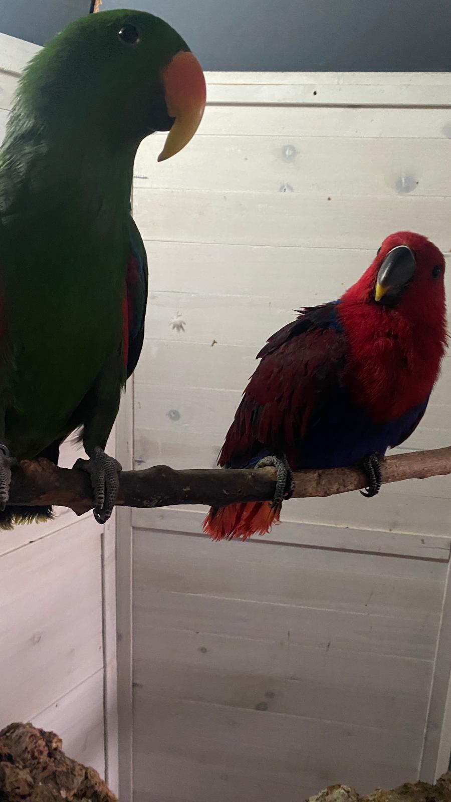 Ich gebe das Neuguinea Edelpapgeienpaar ab (Sofort