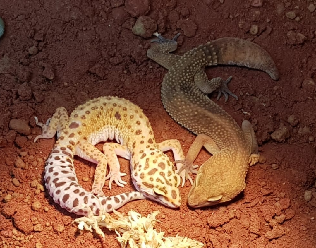 Leopardengecko weibchen
