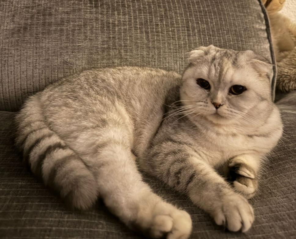 Liebe Katze abzugeben 1 Jahr alt