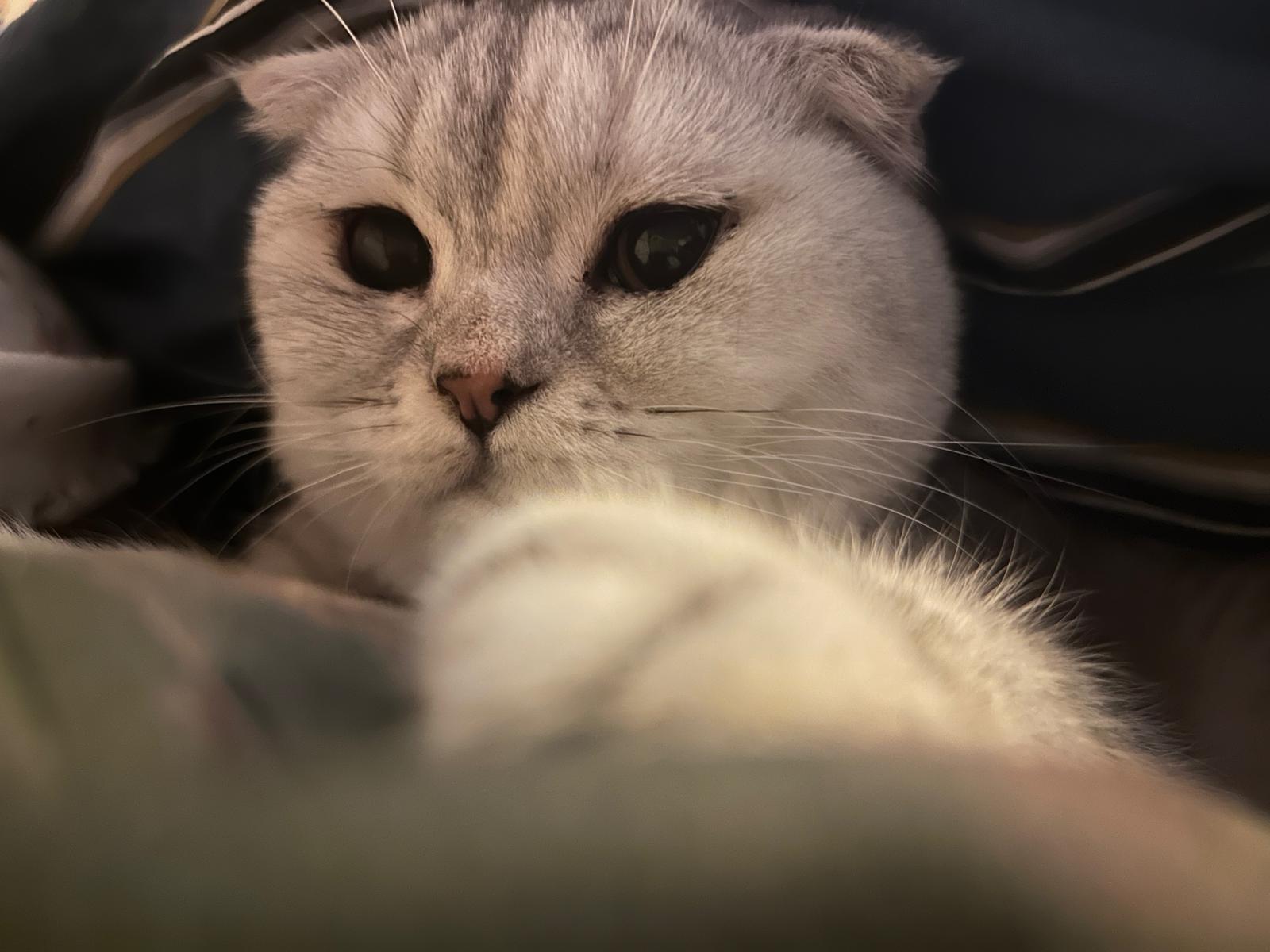 Liebe Katze abzugeben 1 Jahr alt