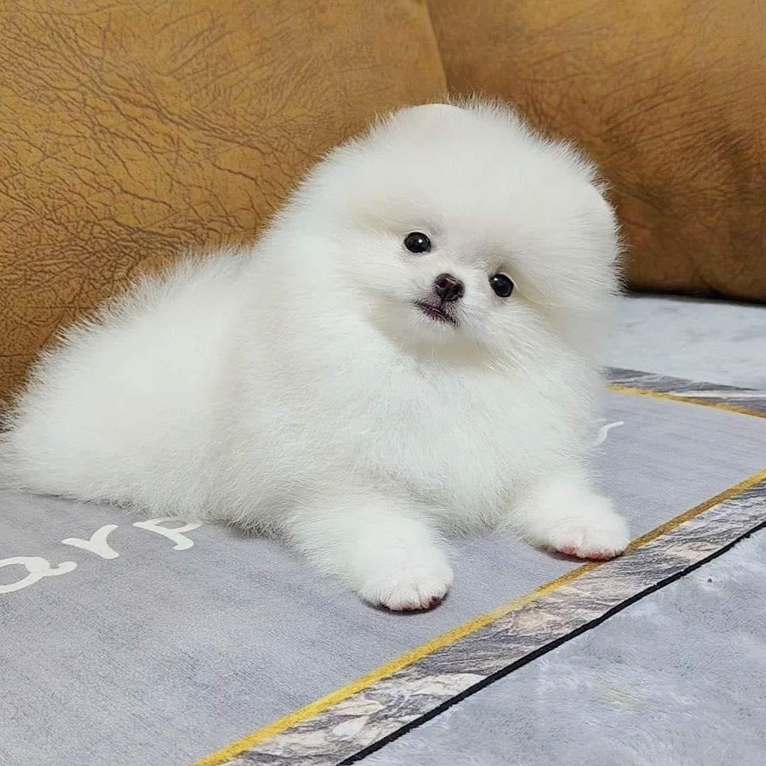 Pomeranian puppies available
