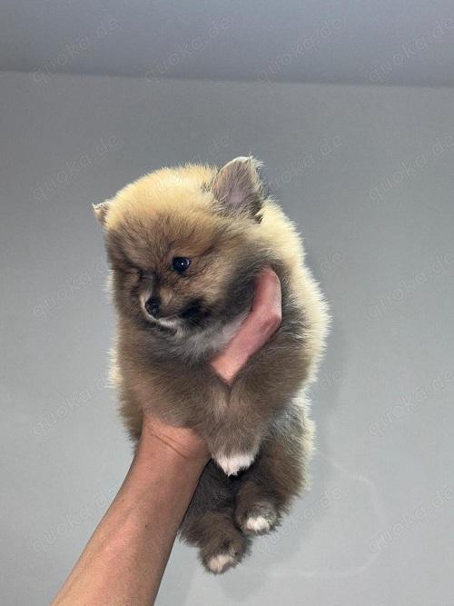 Pomeranian Spitz Welpen zu verkaufen