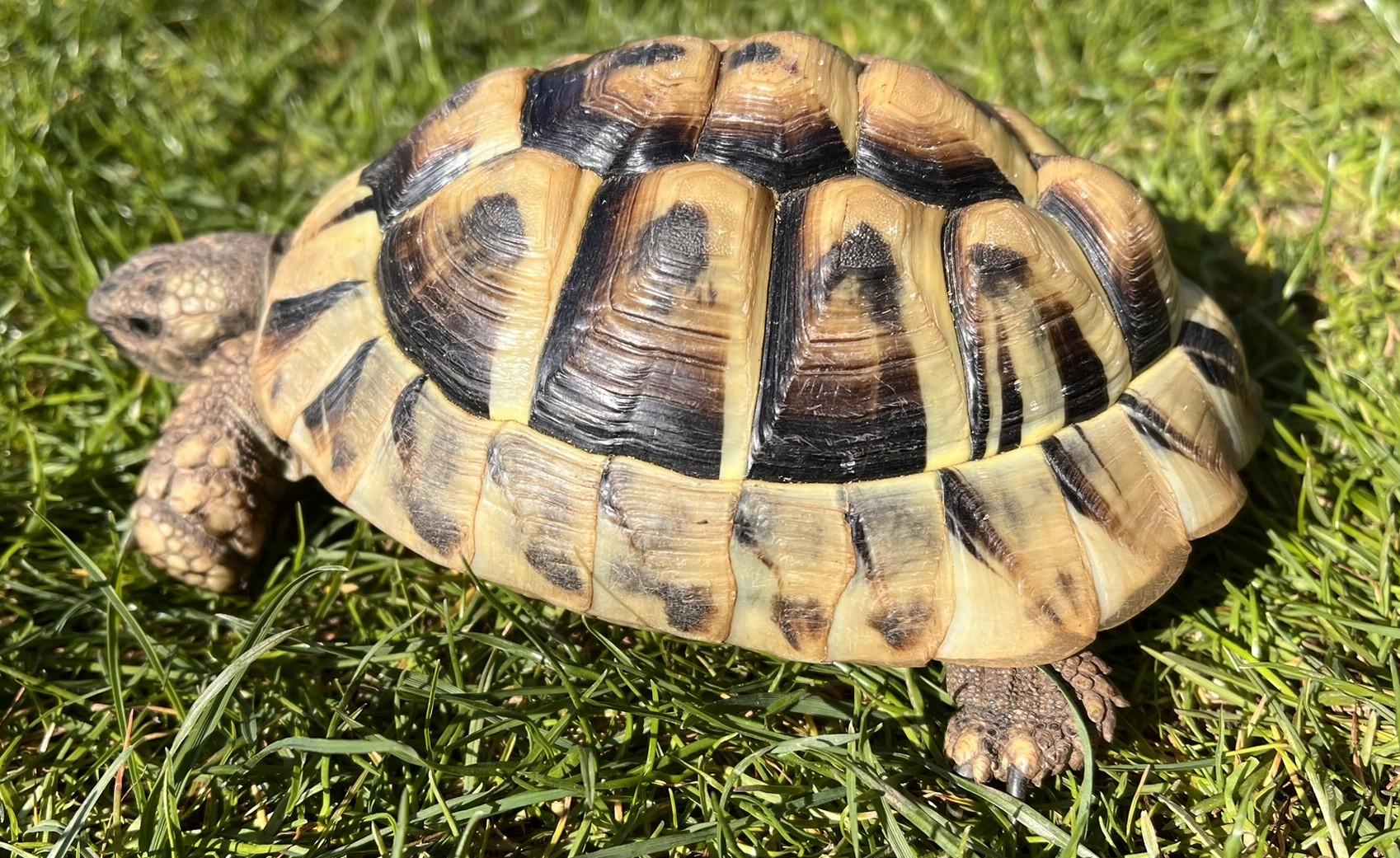 Schildkröte, Griechische Landschildkröten NZ 201