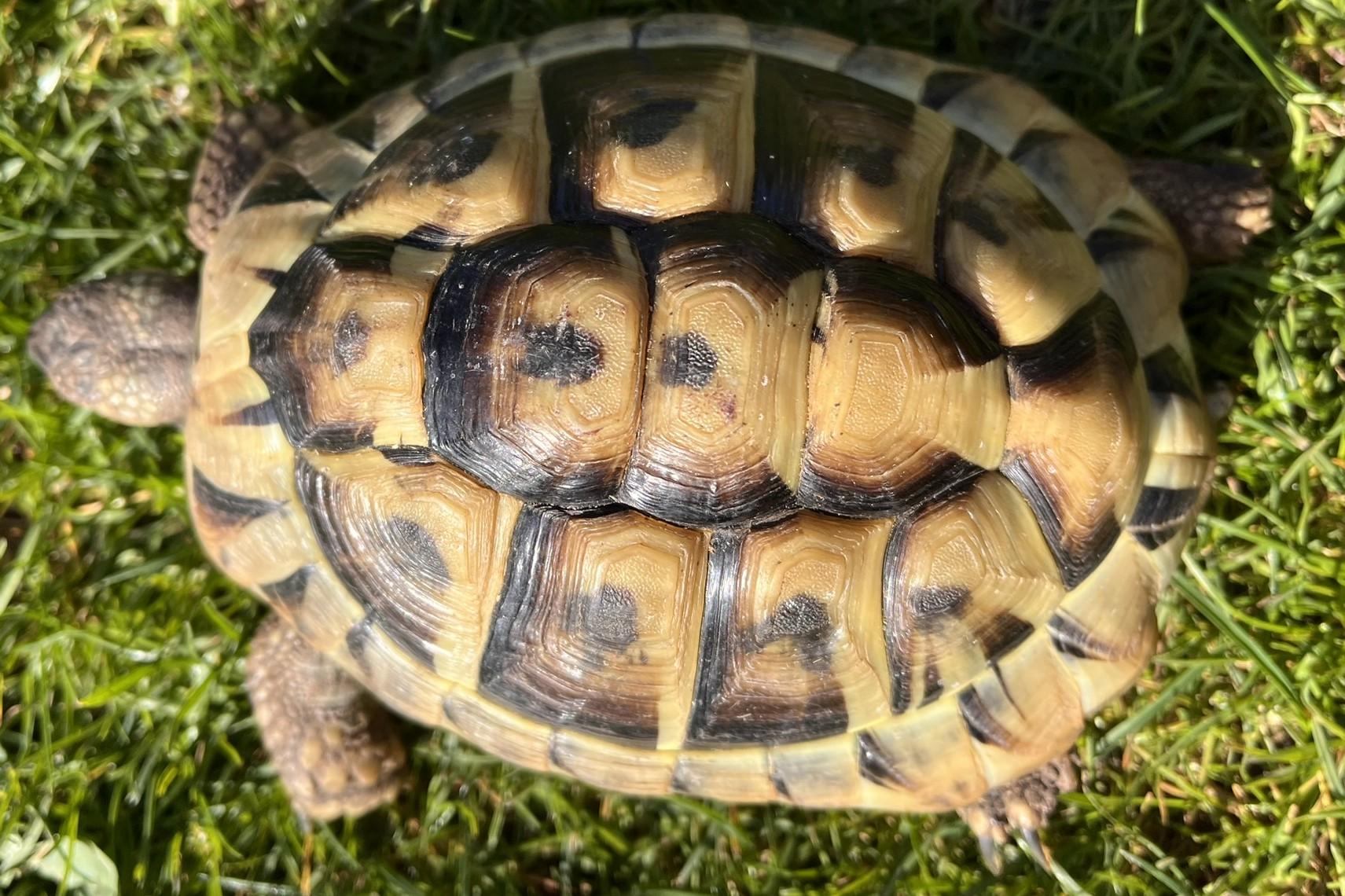 Schildkröte, Griechische Landschildkröten NZ 201