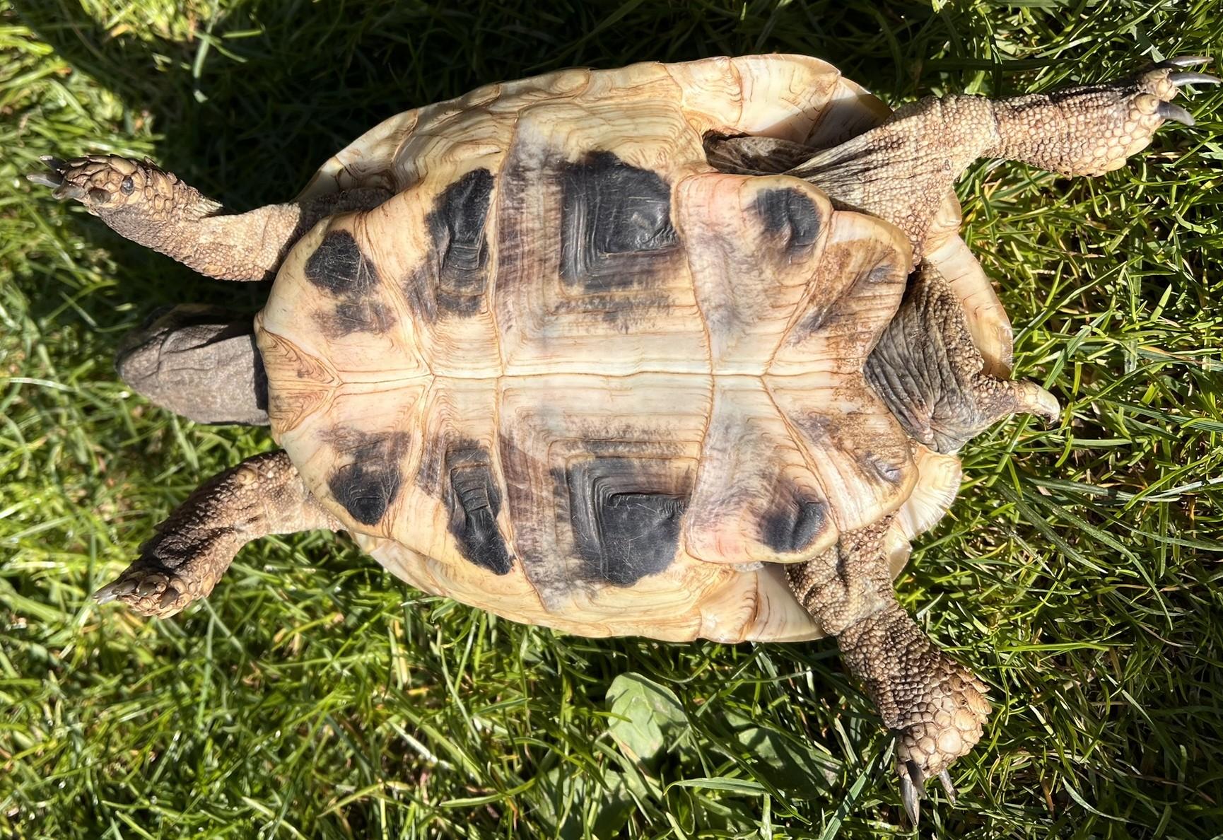 Schildkröte, Griechische Landschildkröten NZ 201