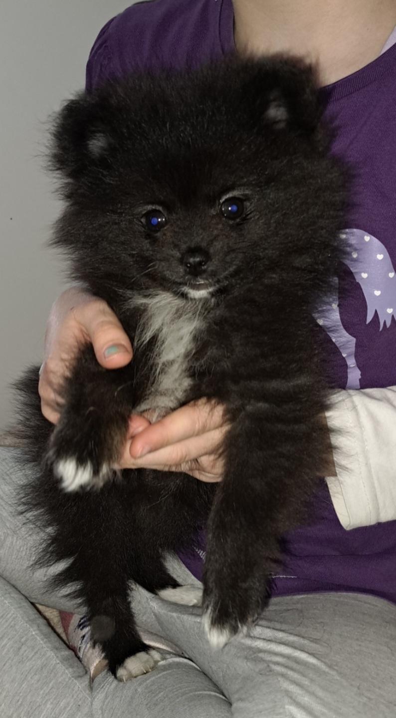 Pomeranian zwergspitz welpe weiblich