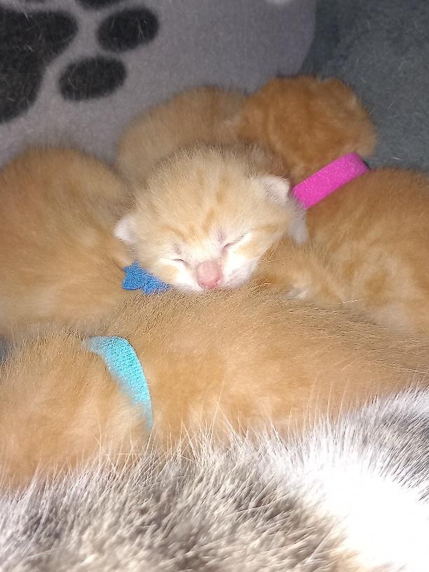 EKH Kitten ab Mitte Juni