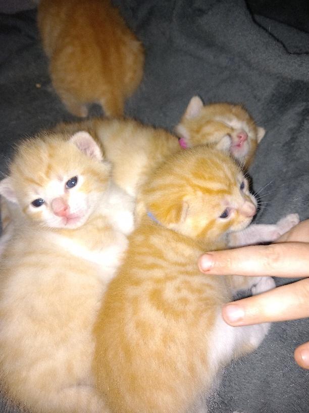 EKH Kitten ab Mitte Juni