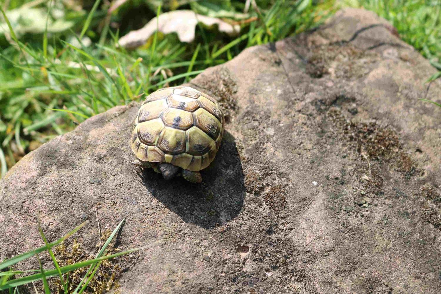 Junge Griechische Landschildkröten THB NZ 2024
