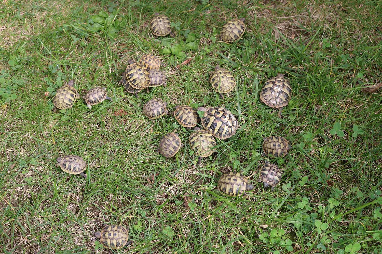 Junge Griechische Landschildkröten THB NZ 2024
