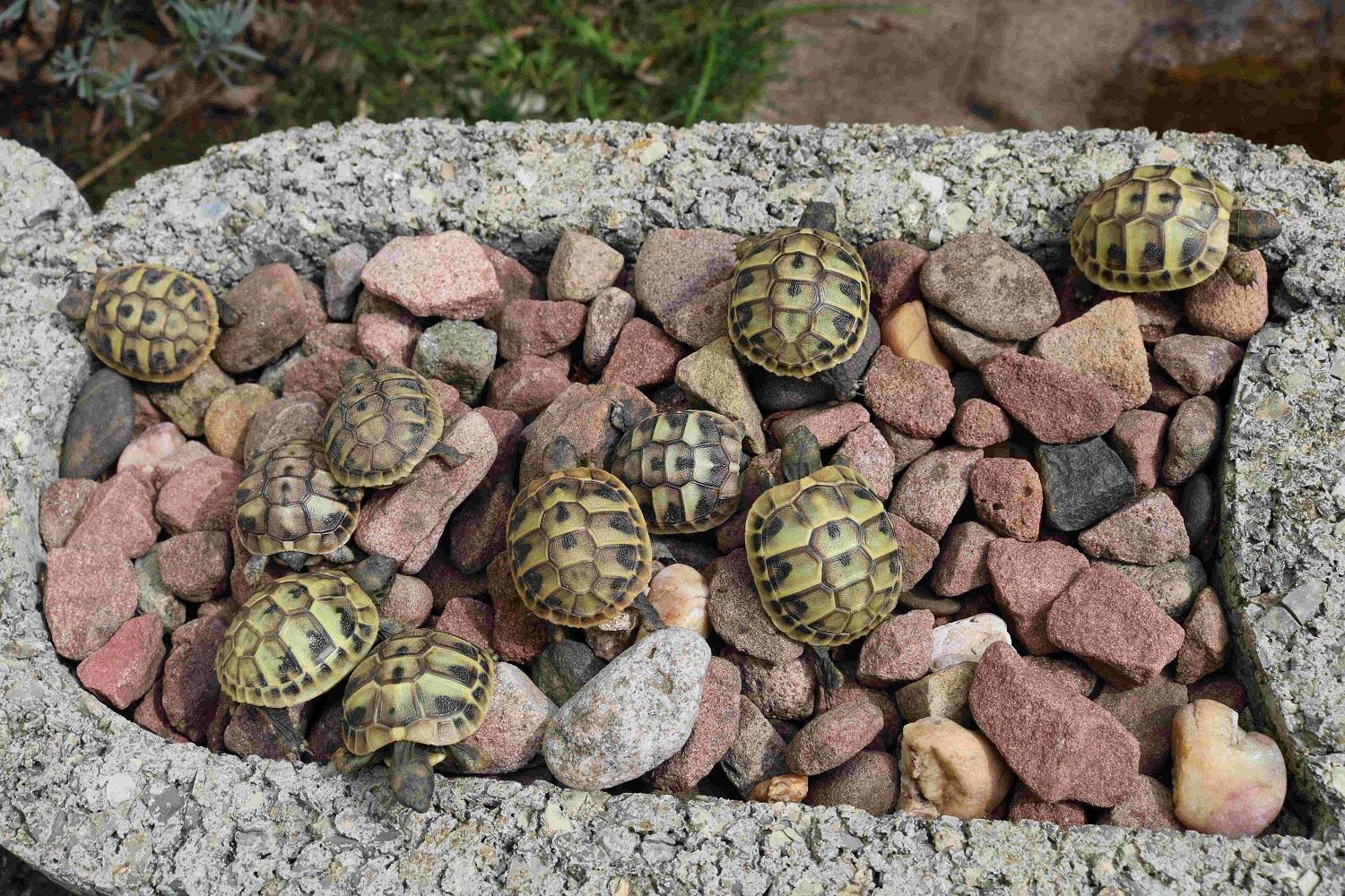 Junge Griechische Landschildkröten THB NZ 2024
