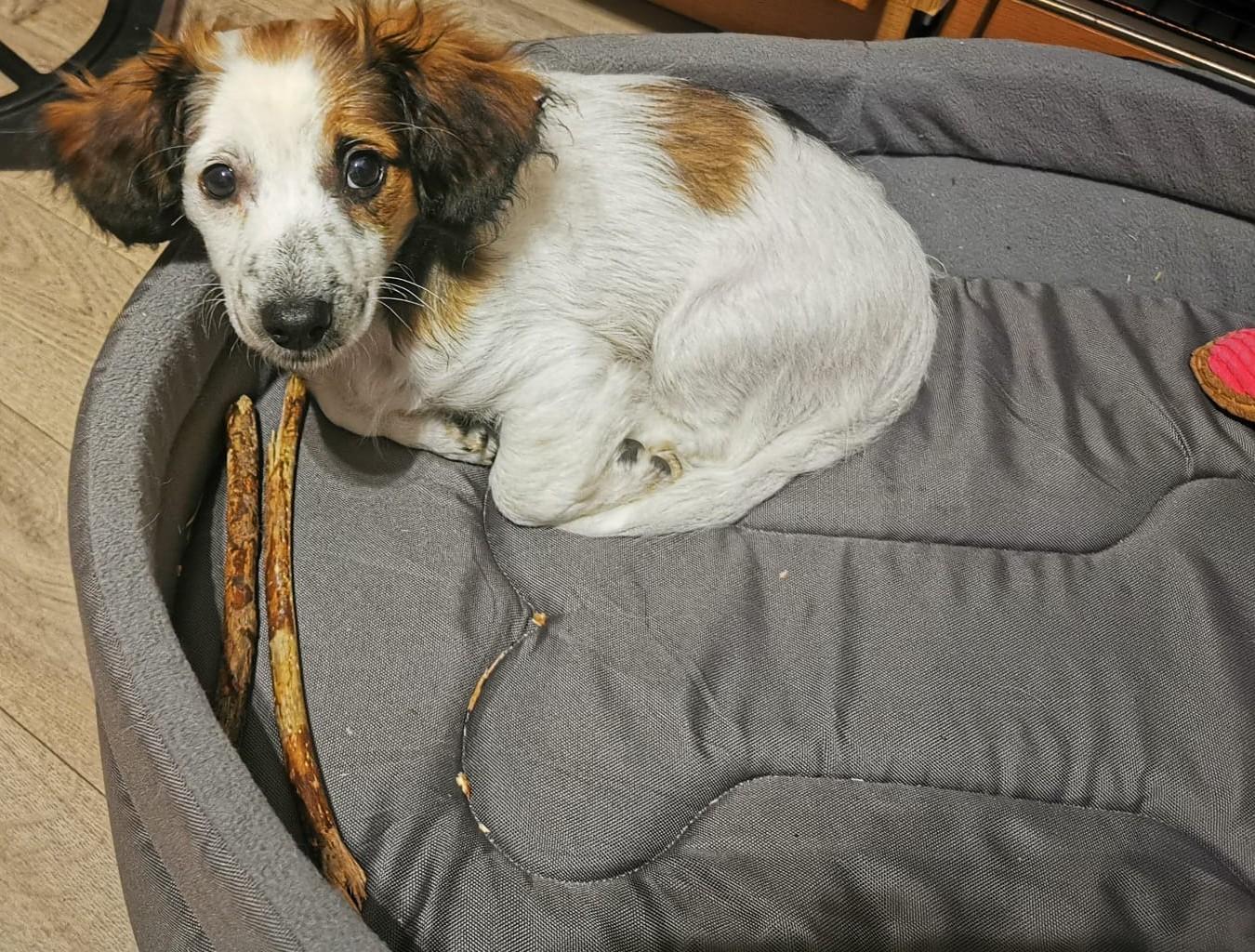 Dackel Jack Russel Mix