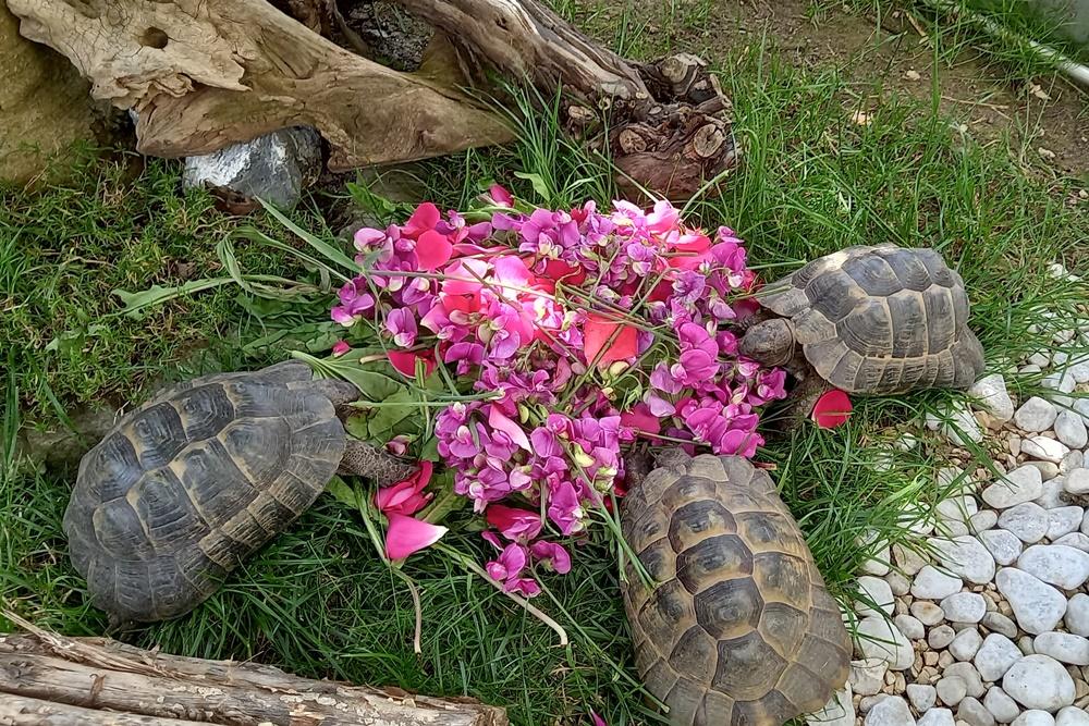 3 maurische Landschildkröten (Testudo graeca), Al