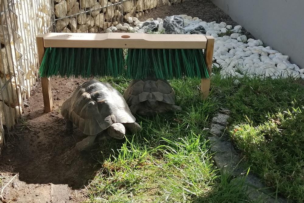 3 maurische Landschildkröten (Testudo graeca), Al