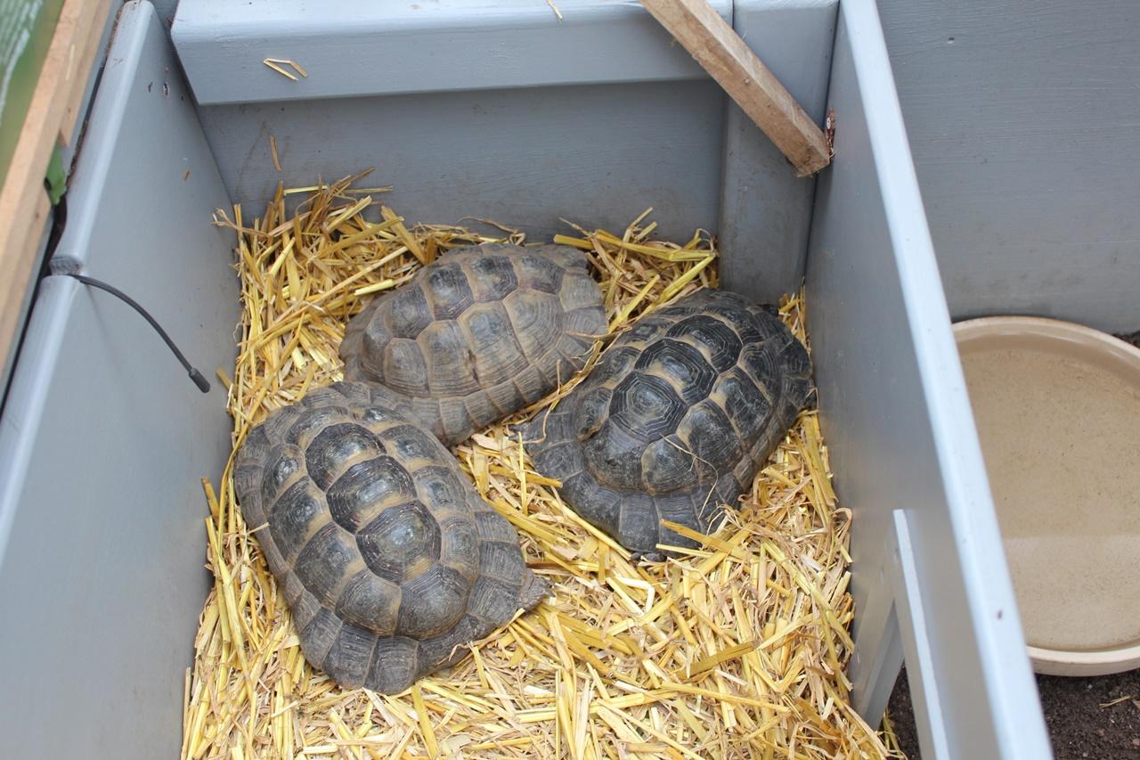 3 maurische Landschildkröten (Testudo graeca), Al