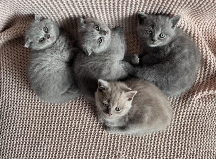 wunderschöne Bkh Kätzchen