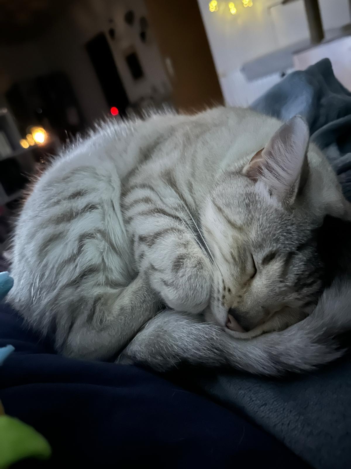 Wunderschöne Schneebengalin sucht neues Zuhause