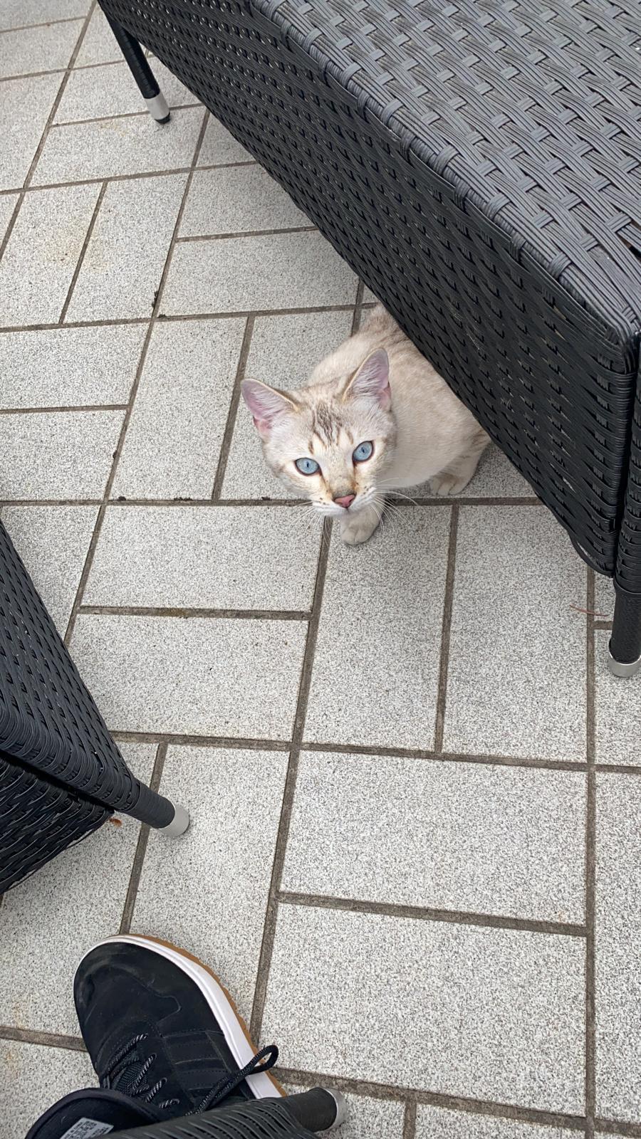 Wunderschöne Schneebengalin sucht neues Zuhause